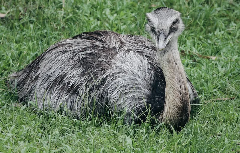 Emu symbolism and meaning