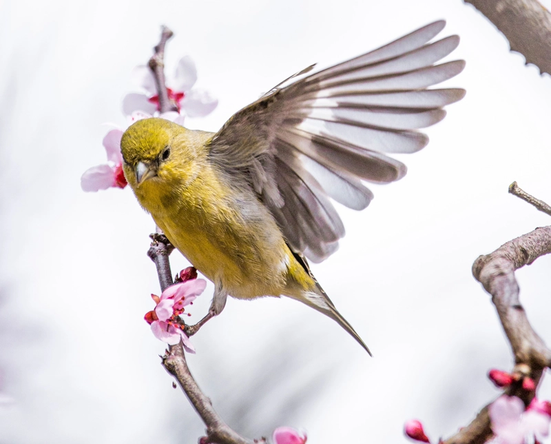 Goldfinch Spiritual Meaning