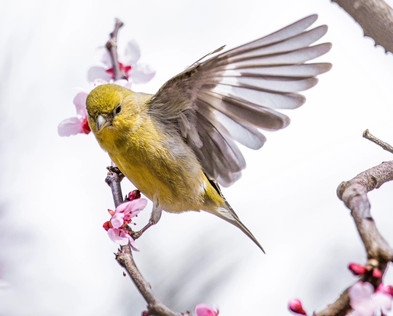 Goldfinch Symbolism & Meaning: 7 Spiritual Messages 3 Goldfinch Spiritual Meaning