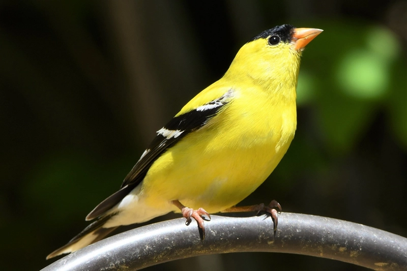 Goldfinch Symbolism & Meaning: 7 Spiritual Messages 1 Goldfinch Symbolism Meaning