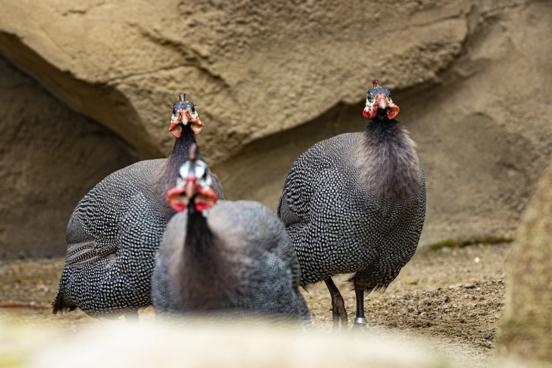 Guinea Fowl spiritual meaning and symbolism around it