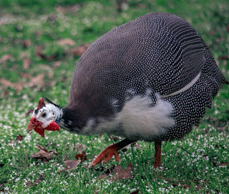 Guinea Fowl symbolism