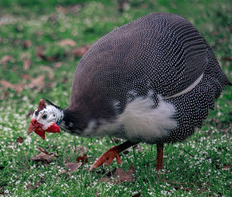 Guinea Fowl Spiritual Meaning and Symbolism 3 Guinea Fowl symbolism