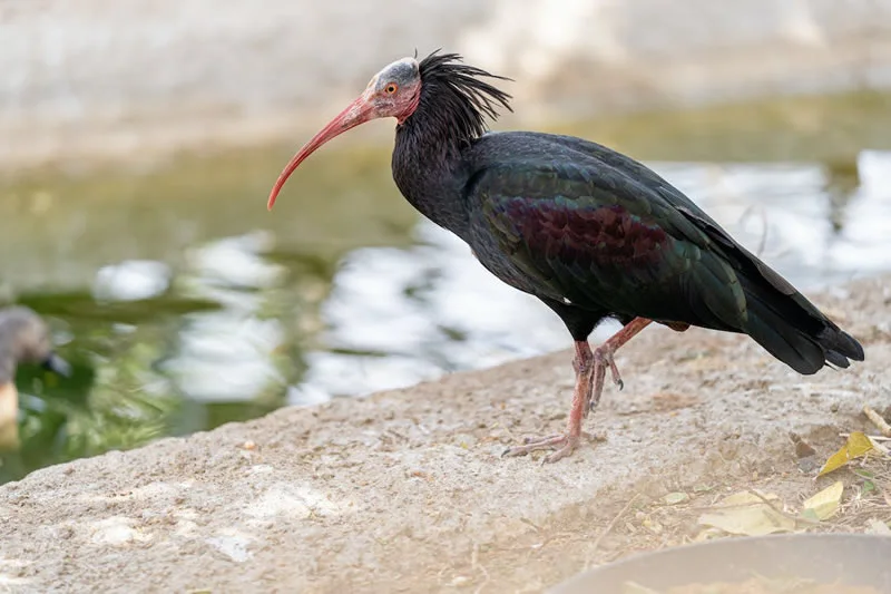 Ibis Totem Animal