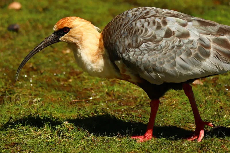 Ibis symbolism and interpretation