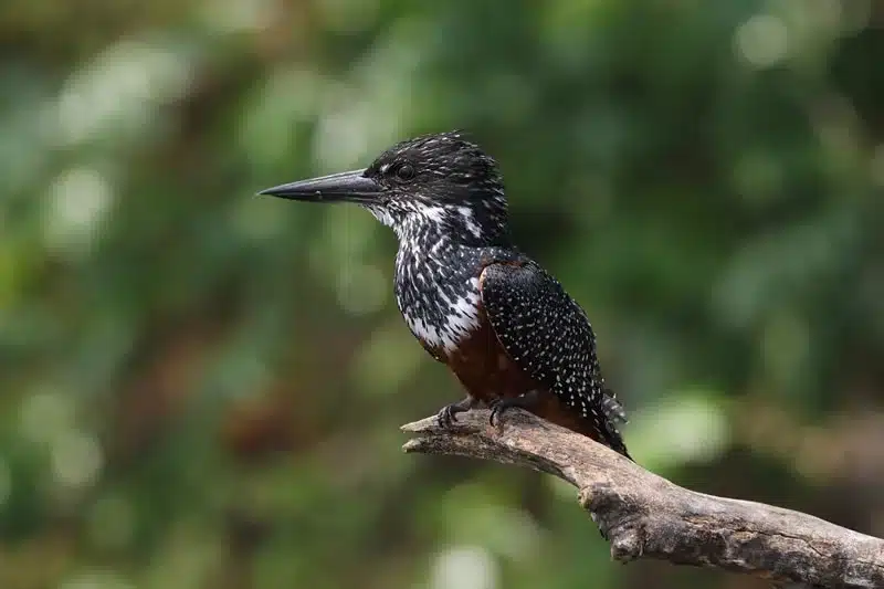 Kingfisher Bird in the Bible