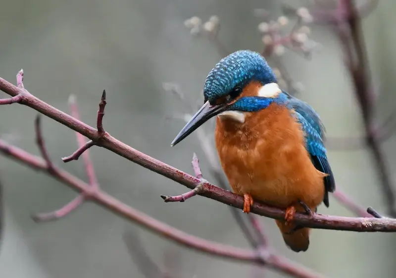 Kingfisher Symbolism Meaning