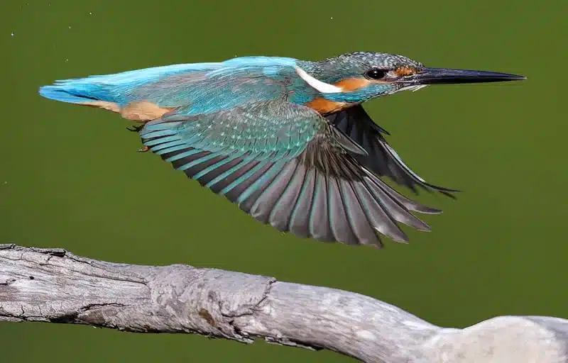 Kingfisher spiritual meaning