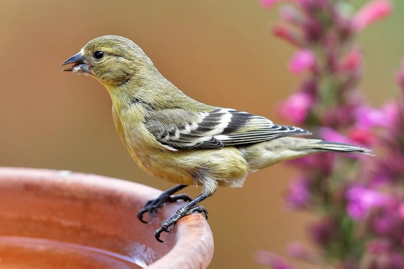Lesser Goldfinch Native american