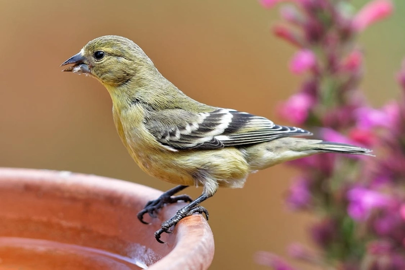 Goldfinch Symbolism & Meaning: 7 Spiritual Messages 2 Lesser Goldfinch Native american