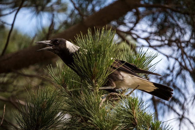 Magpie in the Bible