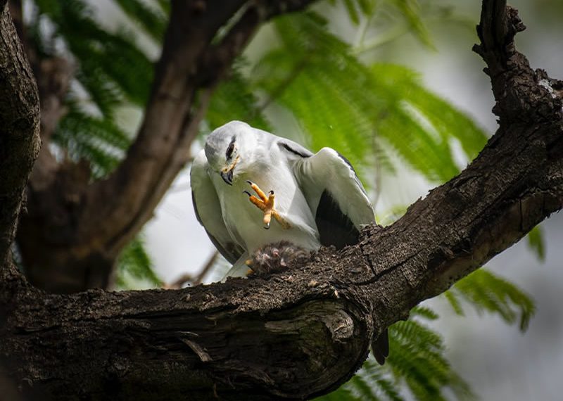 Meaning and Symbolism of Kite Bird