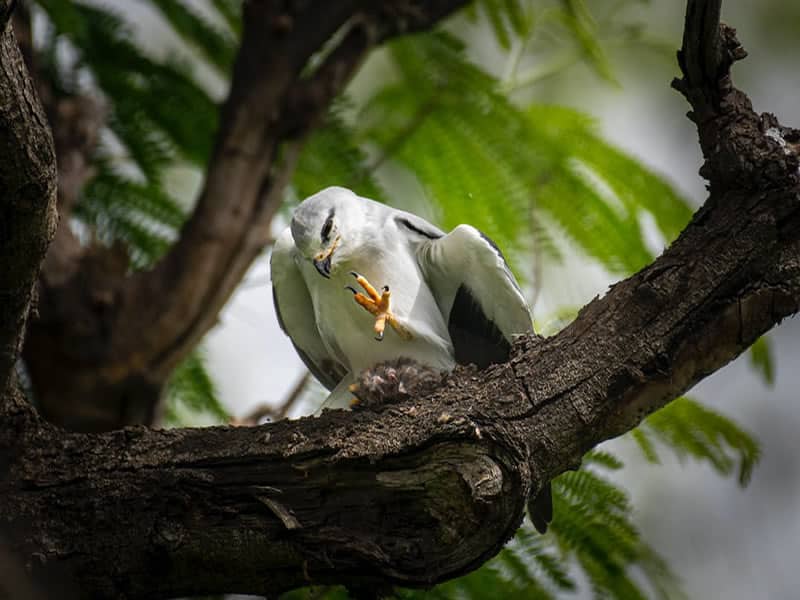 Meaning and Symbolism of Kite Bird