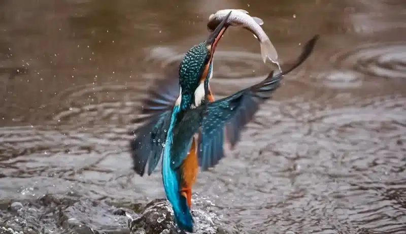 Native American Kingfisher catching a fis