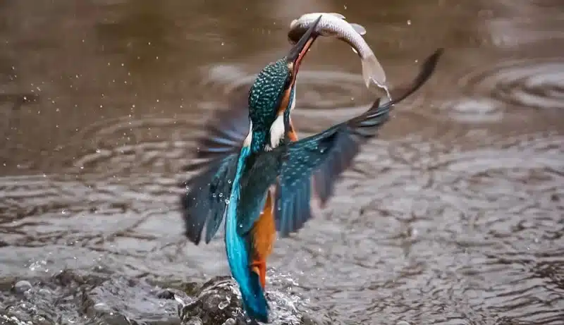 Kingfisher Symbolism: 5 Spiritual Meanings 7 Native American Kingfisher catching a fis