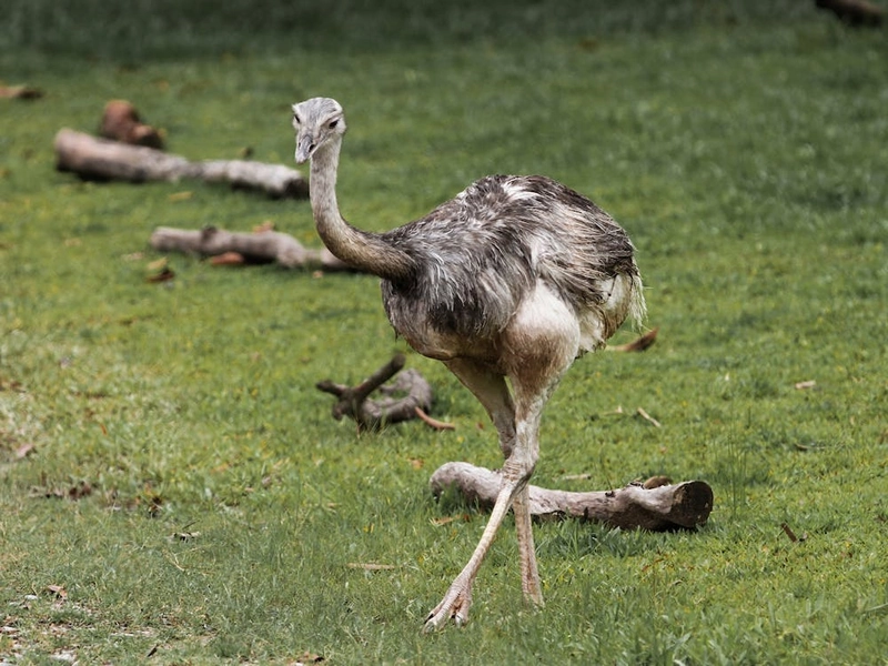 Ostrich spiritual meaning