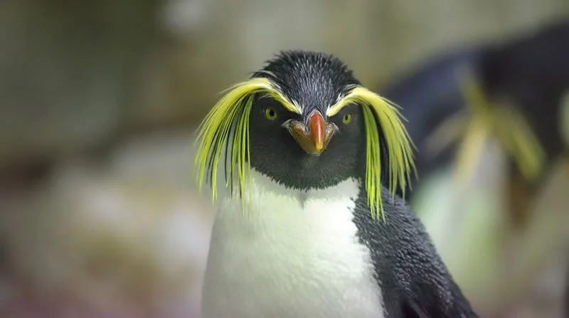 Penguin Spirit Animal