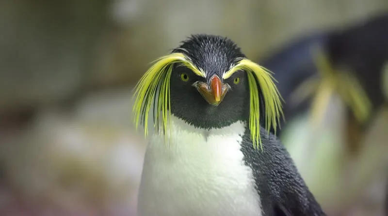 Penguin Symbolism: 5 Spiritual Meanings and Interpretations 4 Penguin Spirit Animal