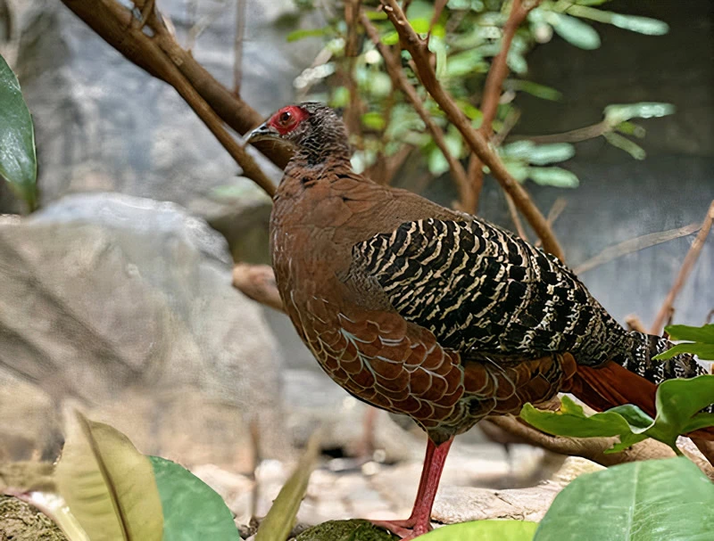 Pheasant Symbolism: Spirit Animal and Totem Meaning 4 Pheasant Feathers