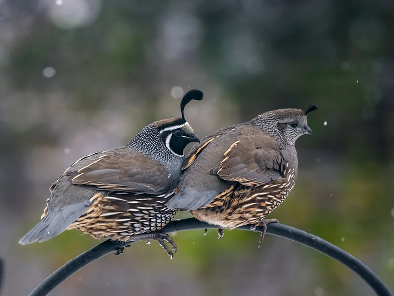 Quail Symbolism and Meaning