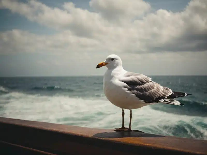 Seagull Symbolism