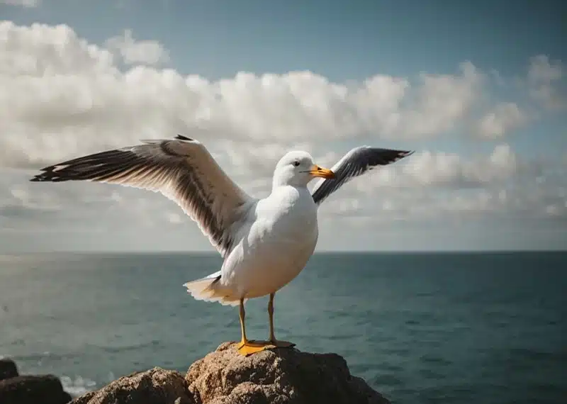 Seagull spiritual meaning and symbolism