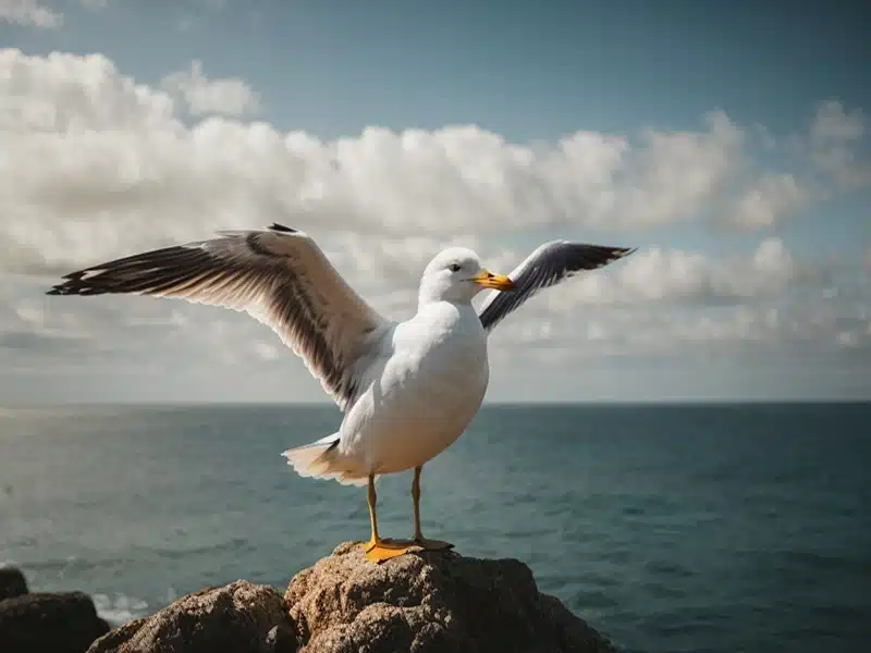 Seagull spiritual meaning and symbolism
