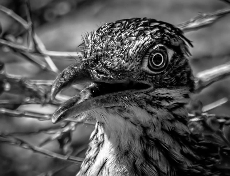 Seeing a roadrunner outdoor