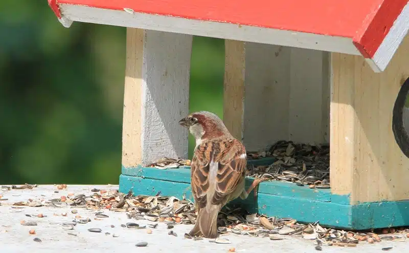 Sparrow Symbolism in house