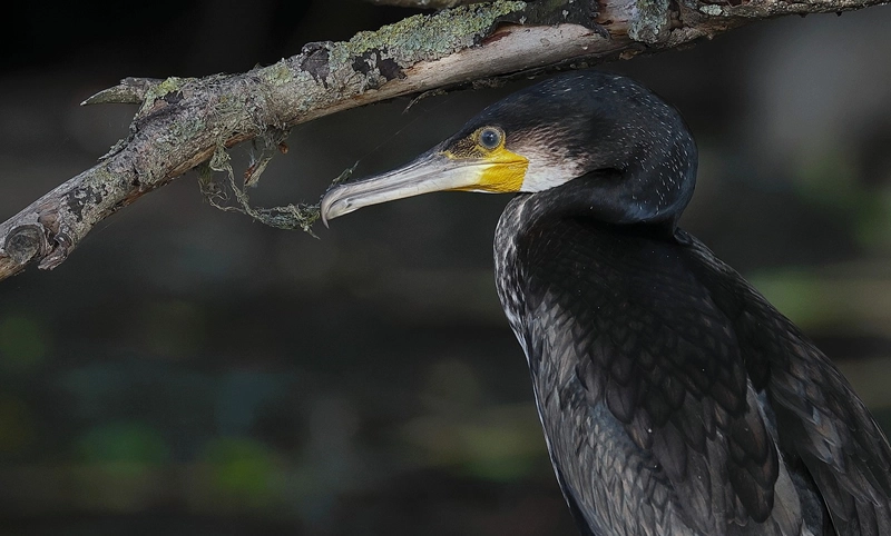 Spirit Animal Cormorant