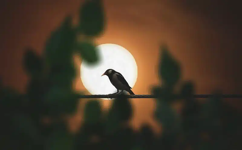 Sparrow Symbolism: 7 Spiritual Meanings of Sparrow Bird 6 Spirit Animal Sparrow
