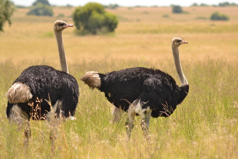 Ostrich Spiritual Meaning, Symbolism, and Spirit Animal 3 Spirit animal Ostrich