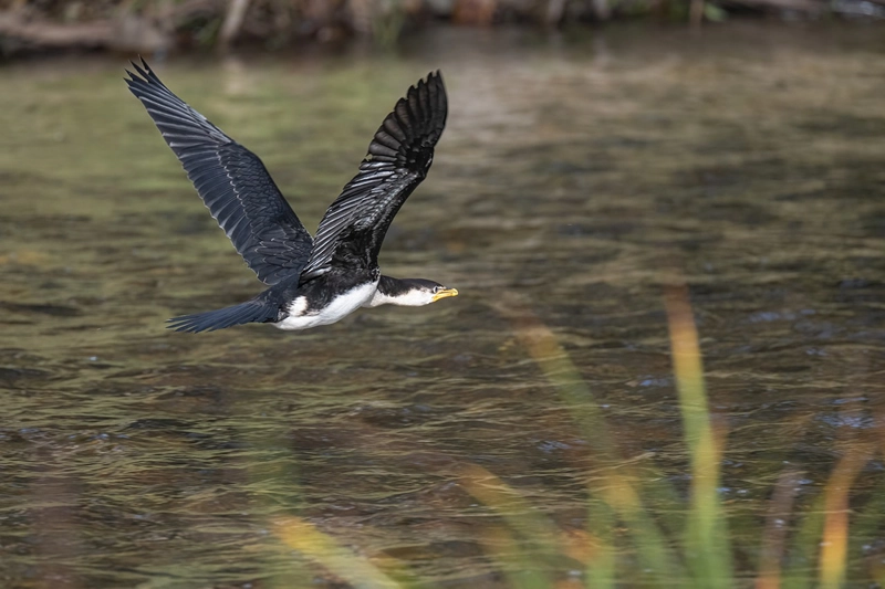 Spiritual meaning of Cormorant