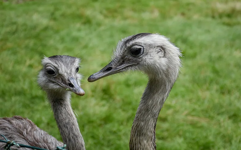 Spiritual meaning of Emu