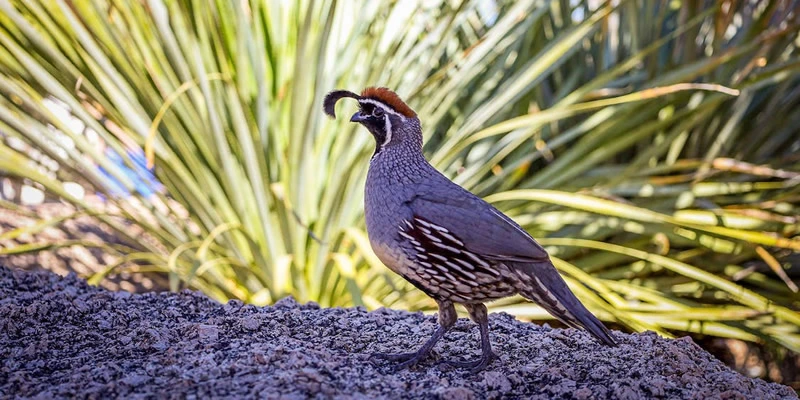 Spiritual meaning of Quail Bird