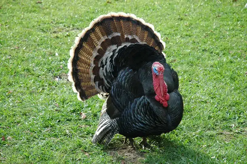 Turkey Symbolism: 5 Spiritual Meanings of a Turkey Bird 4 Spiritual meaning of Turkey Crossing path