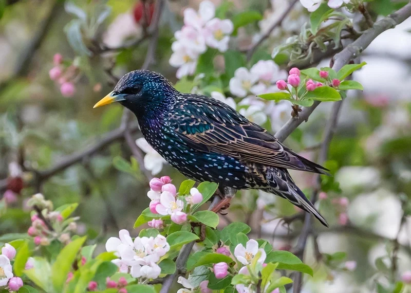 Starling symbolism in spiritual world