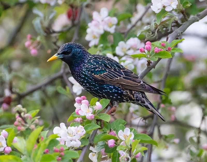 Starling symbolism in spiritual world