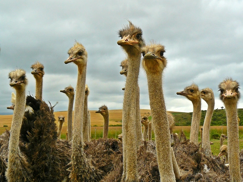 Symbolism and spiritual meaning of Ostrich