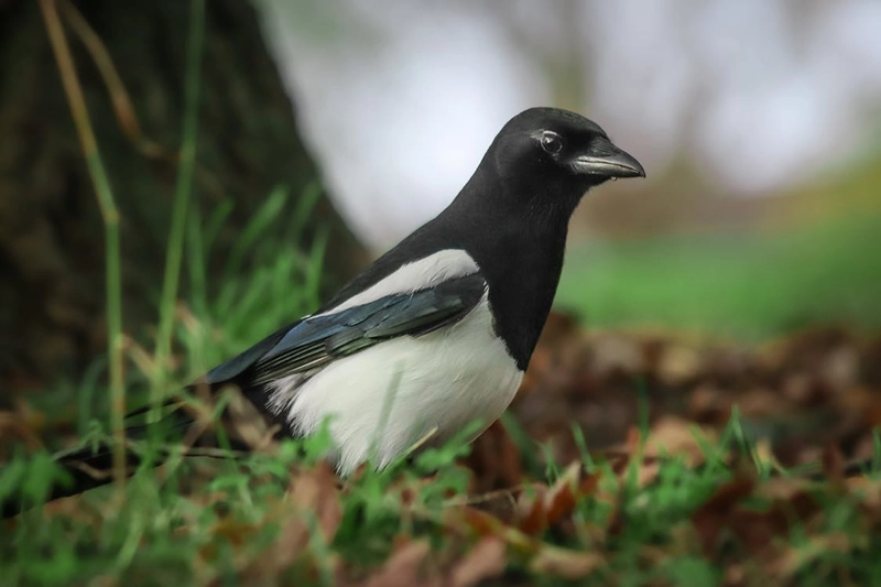 Symbolism and spirituality of Magpie