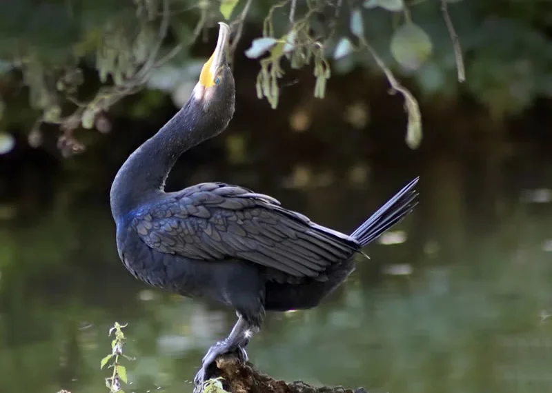 Symbolism of Cormorant Bird