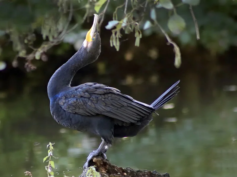 Symbolism of Cormorant Bird