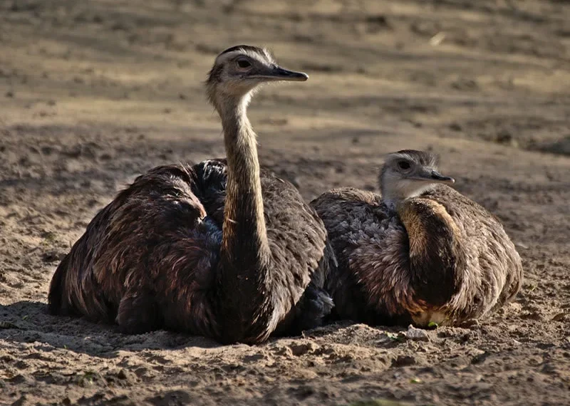 Symbolism of Emu Bird