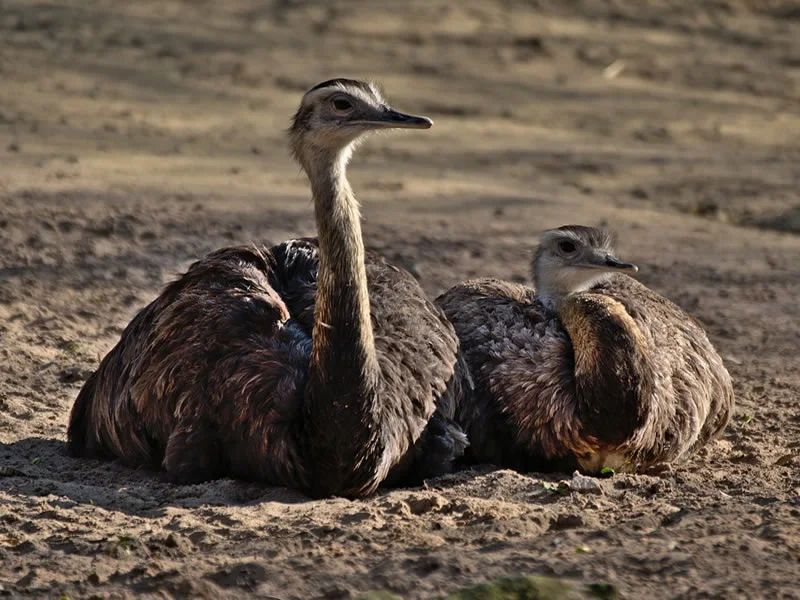 Symbolism of Emu Bird