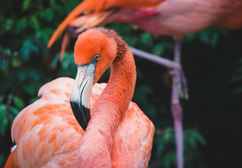 Symbolism of Flamingo