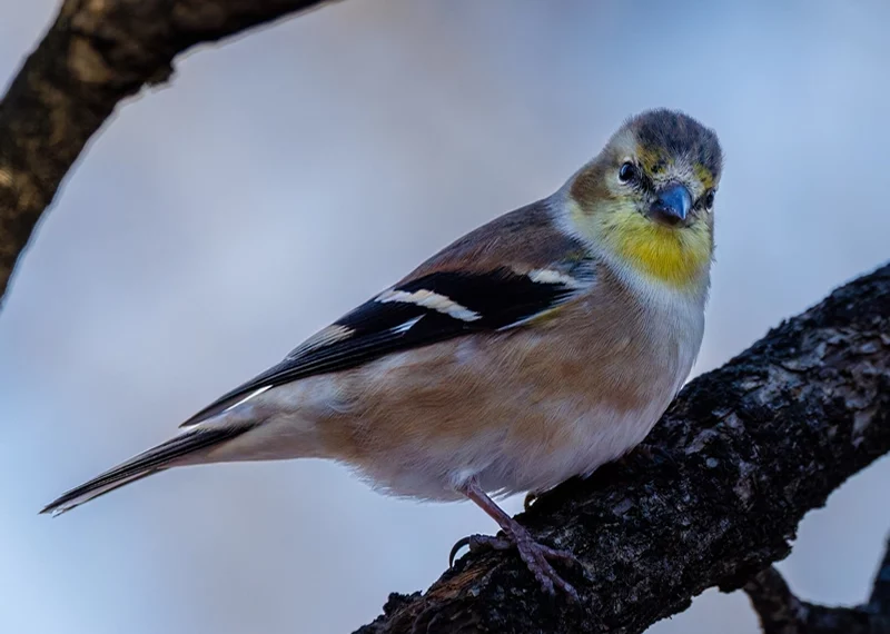 Symbolism of Goldfinch