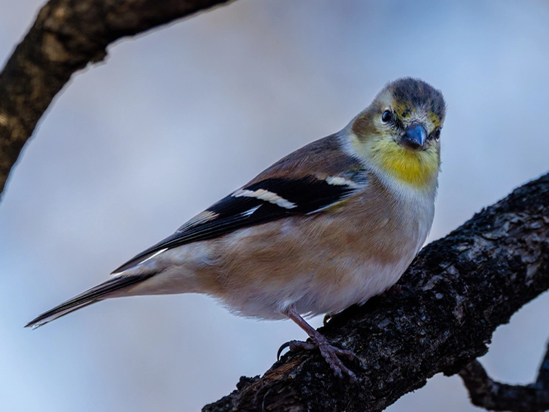 Symbolism of Goldfinch