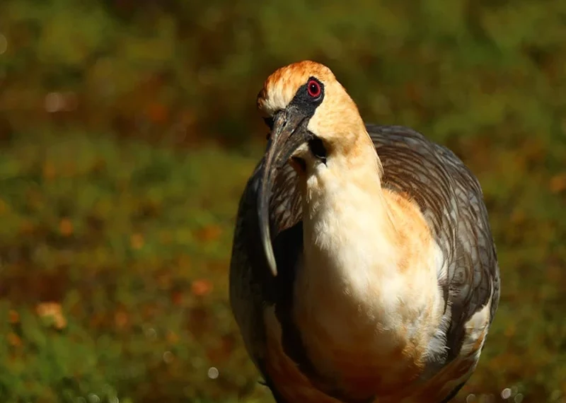 Symbolism of Ibis Bird