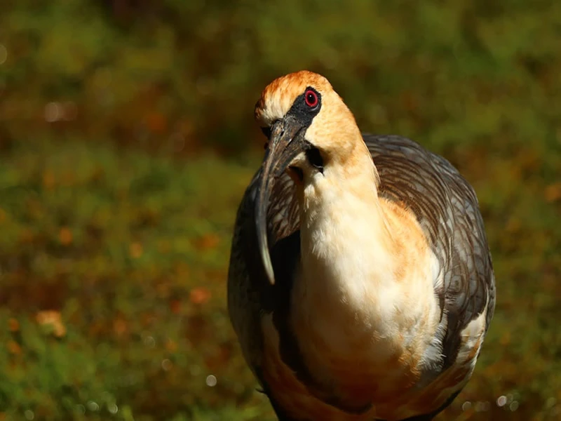 Symbolism of Ibis Bird