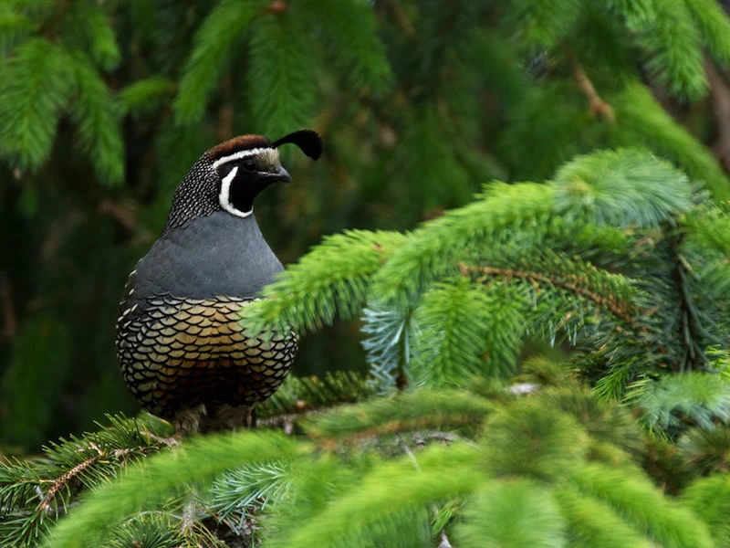 Symbolism of Quail Bird